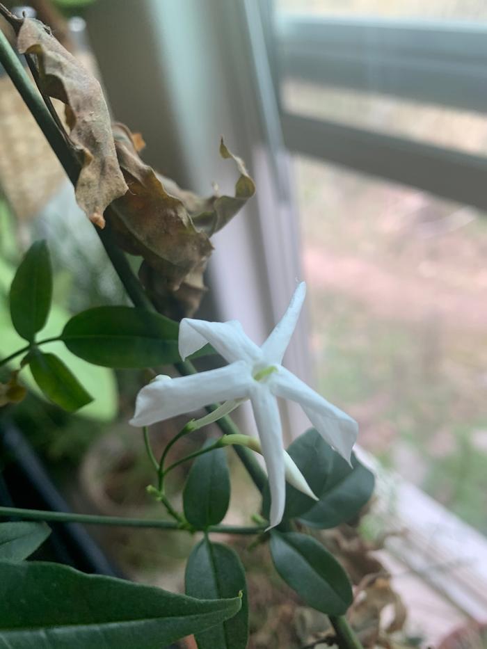 Jasmine in the Fisher-Price house is blooming!