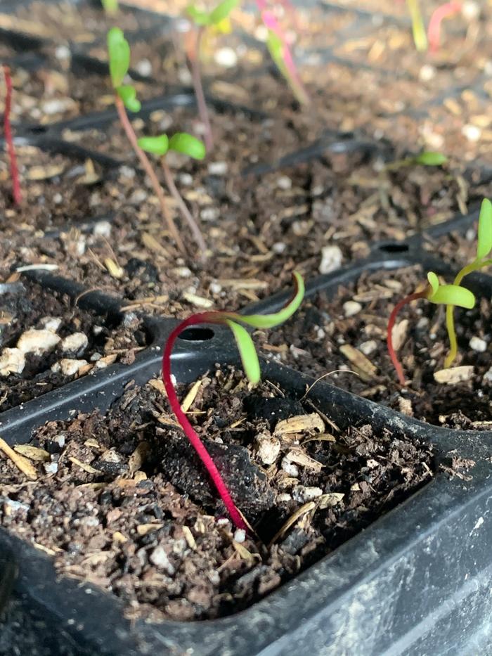 Chard sprouting!