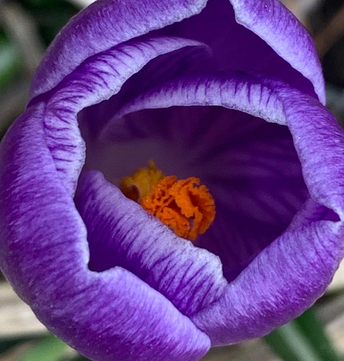 Purple crocuses!