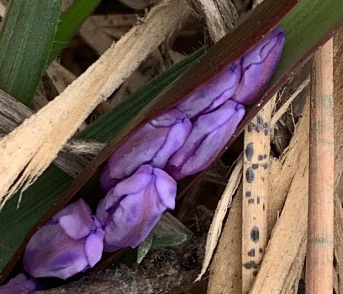 Baby hyacinth, maybe?