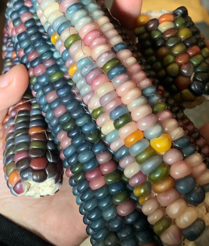 Jewel corn that Josiah has and gave to me. So gorgeous! We are growing Painted Mountain this year, but these are so beautiful they’re hard to resist