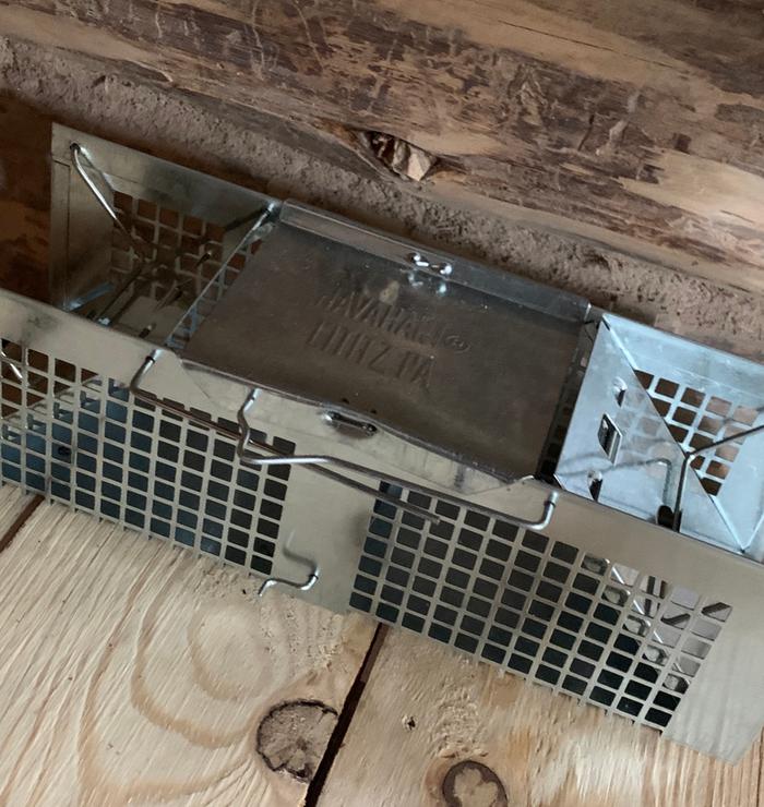 Havahart live mouse trap—works really well