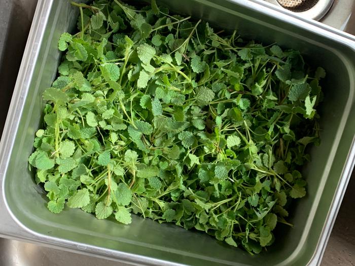 Dead nettle harvested for pesto