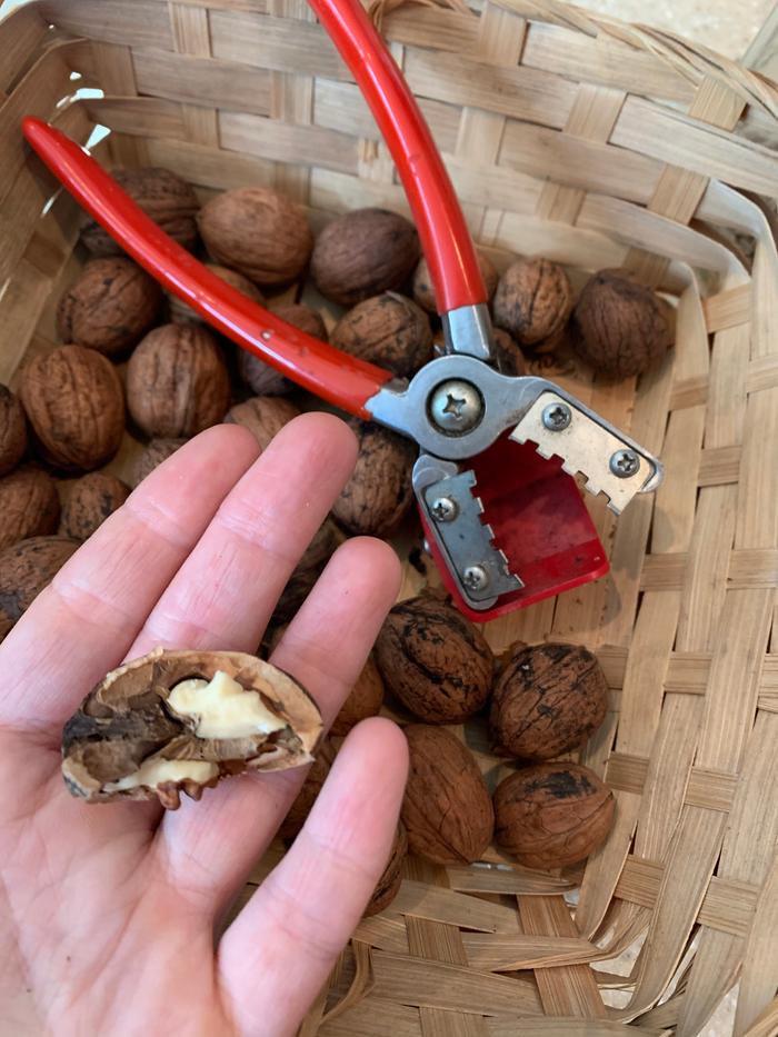 Fred’s favorite nut cracker—it mimics the way a rodents teeth just gnaw off a sliver of shell. Walnut pesto is amazing