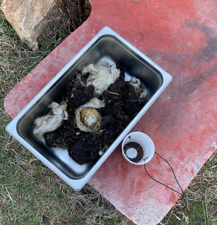 Washing yet more wool and planting brassicas