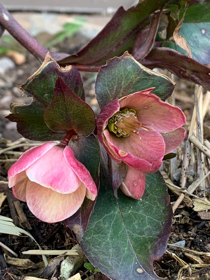 Hellebore