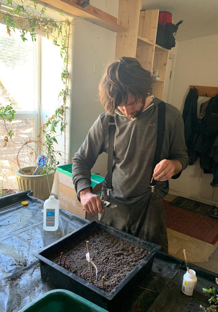 Josiah rooting cuttings