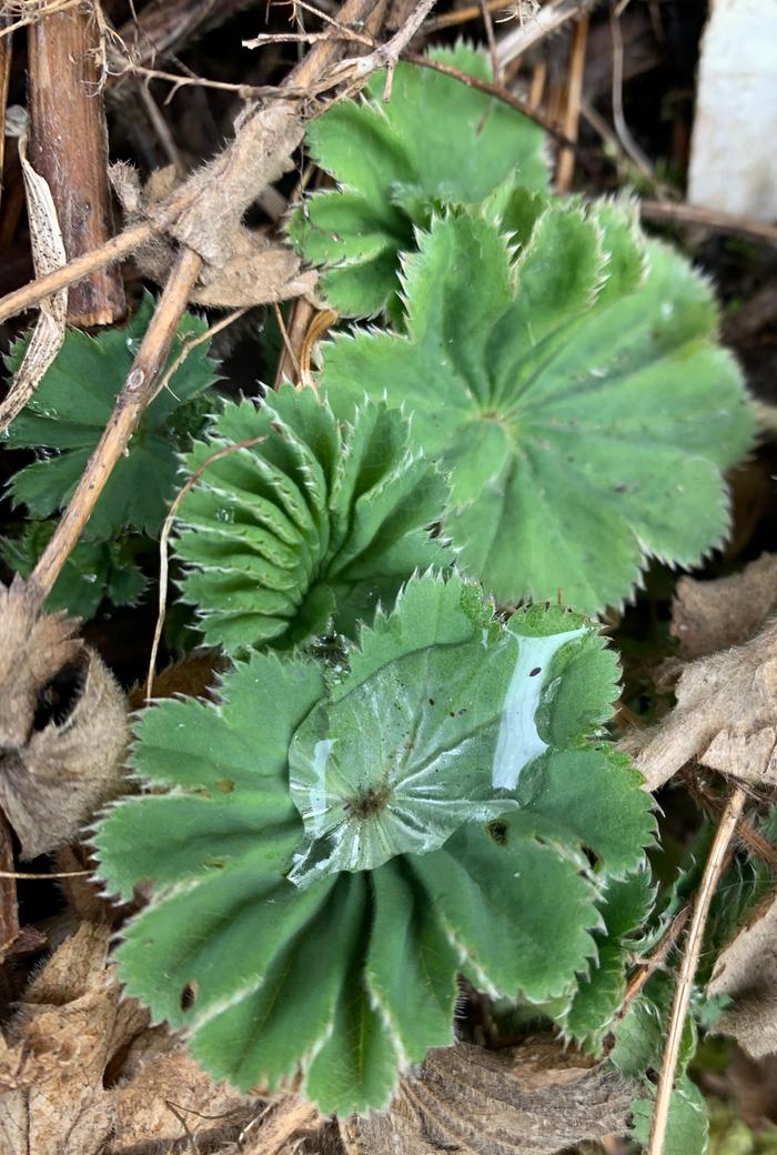 Lady’s Mantle