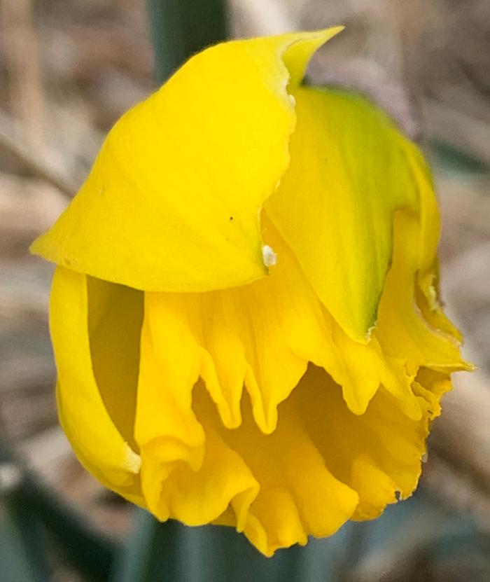 Daffodil