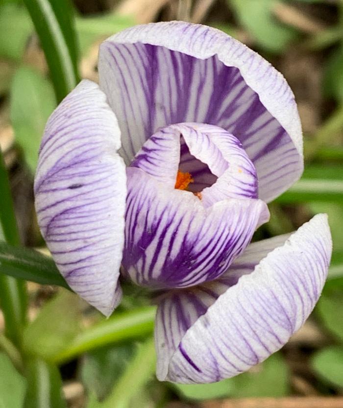 Crocus