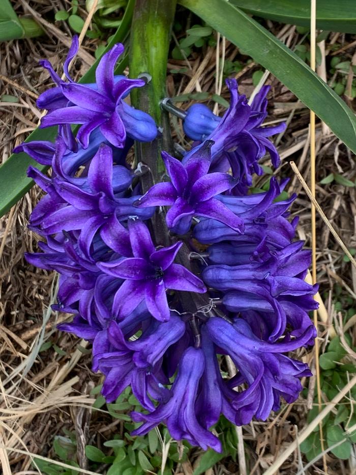 Hyacinth