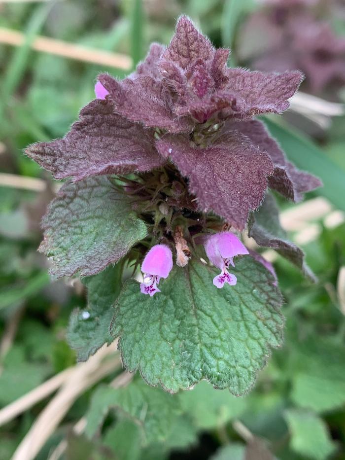 Mature purple dead nettle 