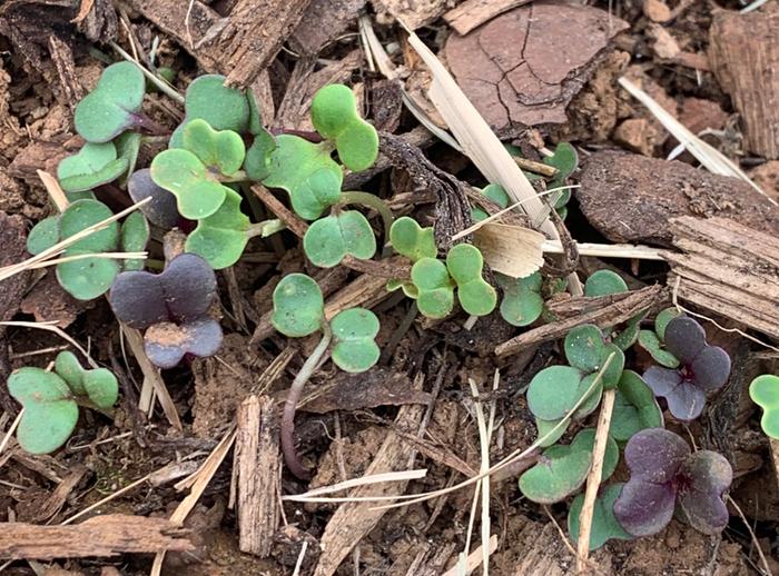 Baby kale