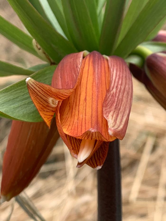 Fritillaria