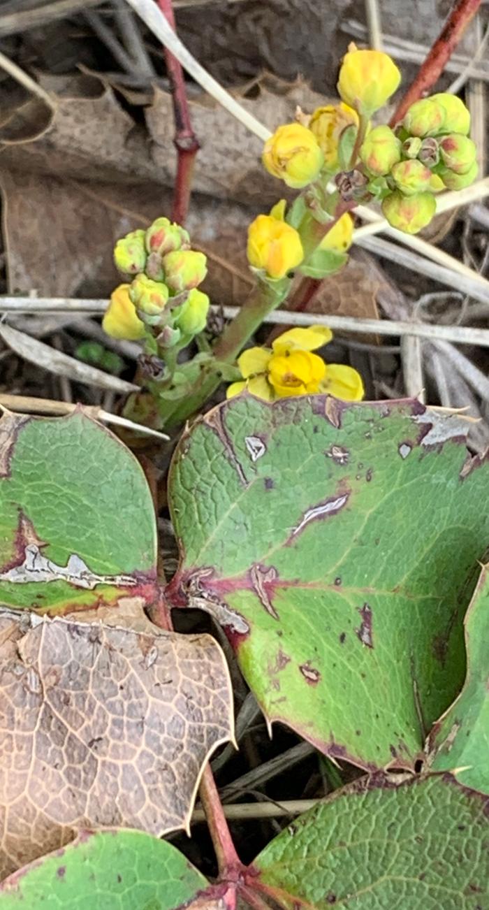 Oregon grape