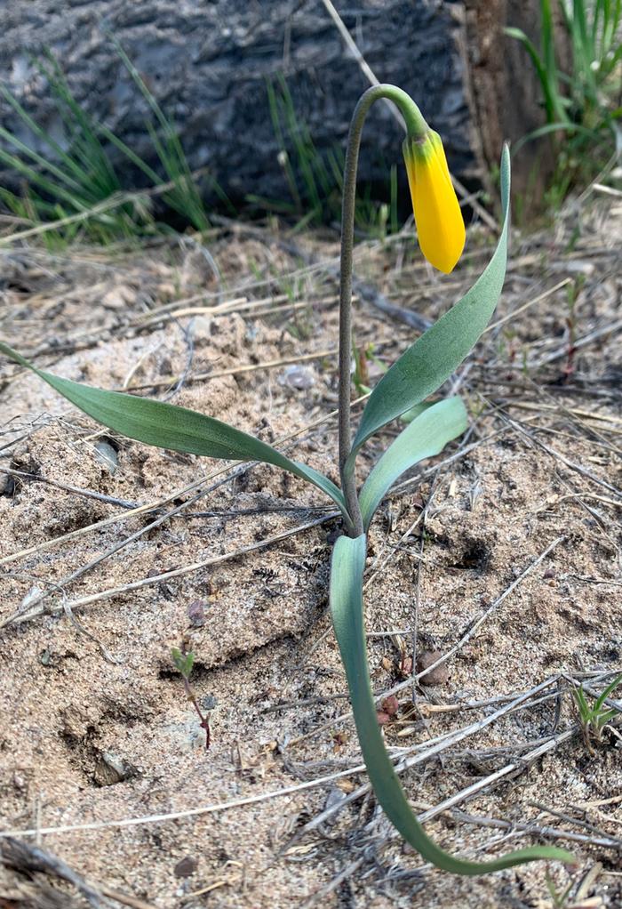 Yellow bell