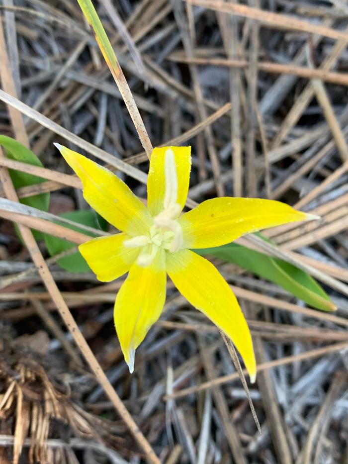 Glacier lily