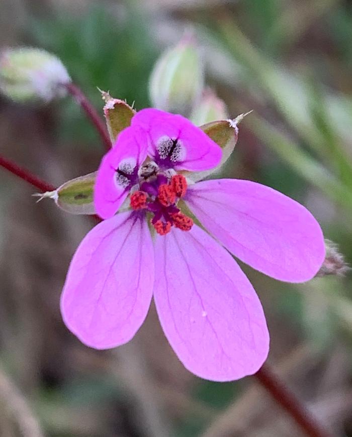 Stork’s bill flower