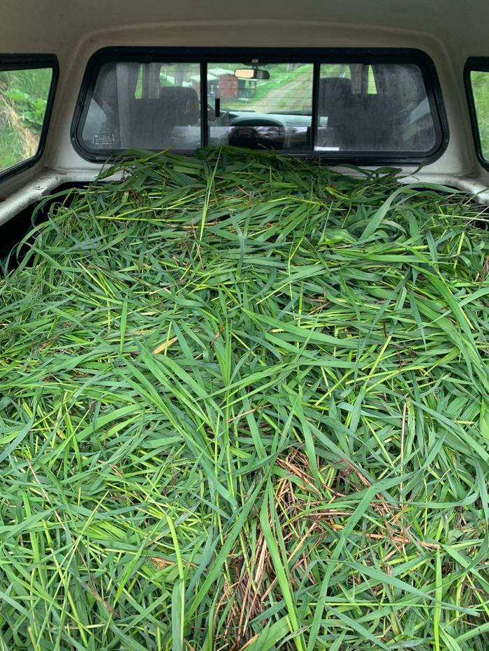 Filling up my truck with grass we scythed for mulch 