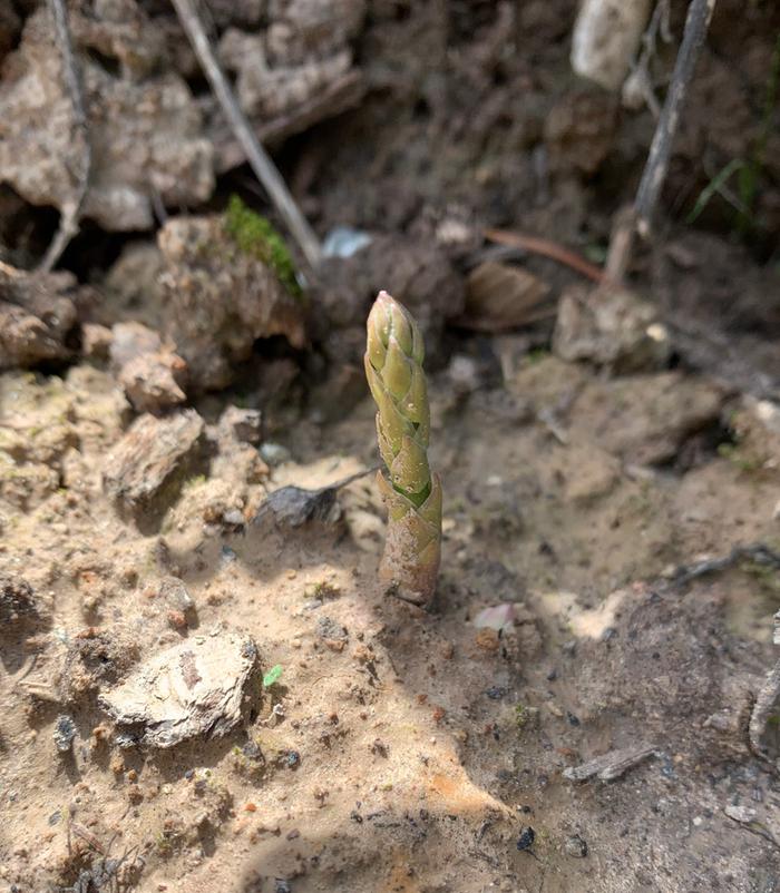 Baby asparagus!