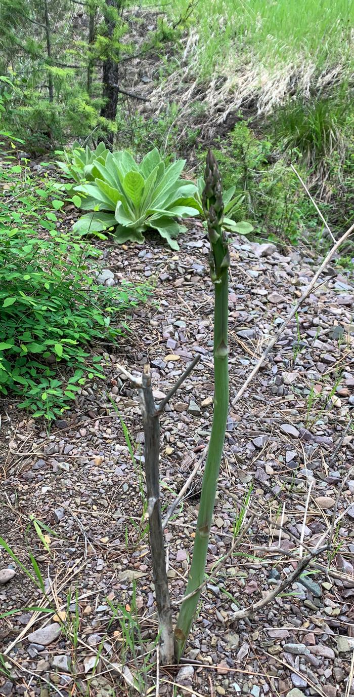 Asparagus in the creek—how did it get there?