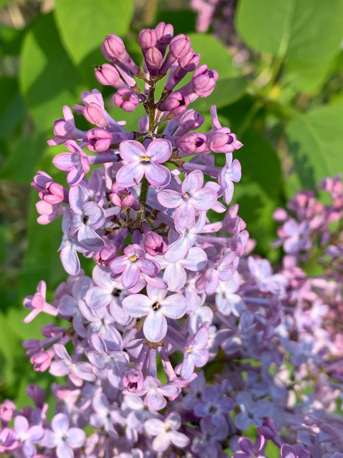 Lilacs in bloom!