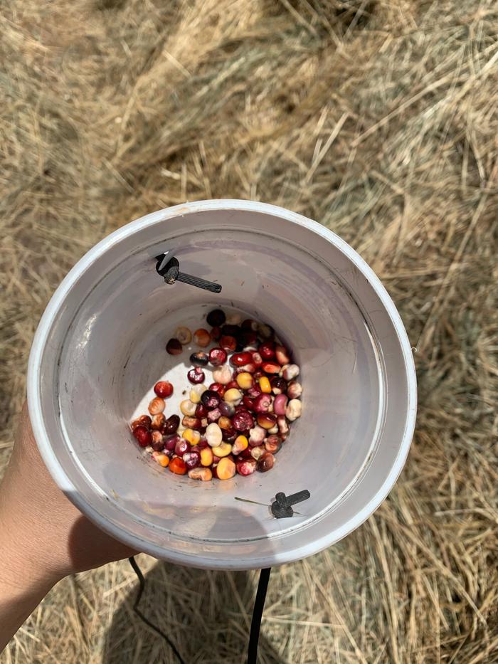 Planting painted mountain corn at the Abbey