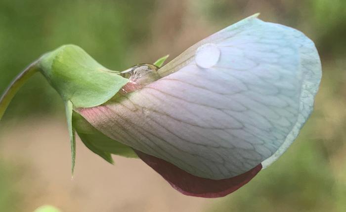 Pea blossom