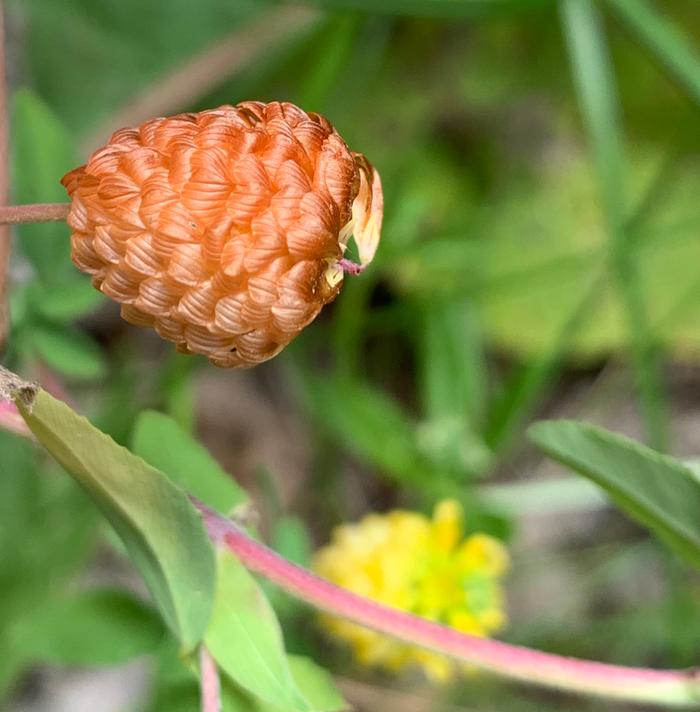 Golden clover will be ready for seed harvesting soon