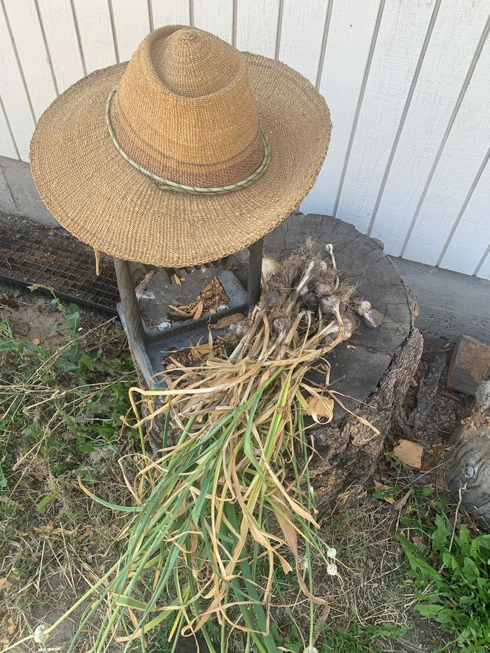 Garlic harvest