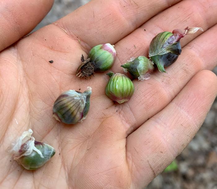 Walking onions for planting