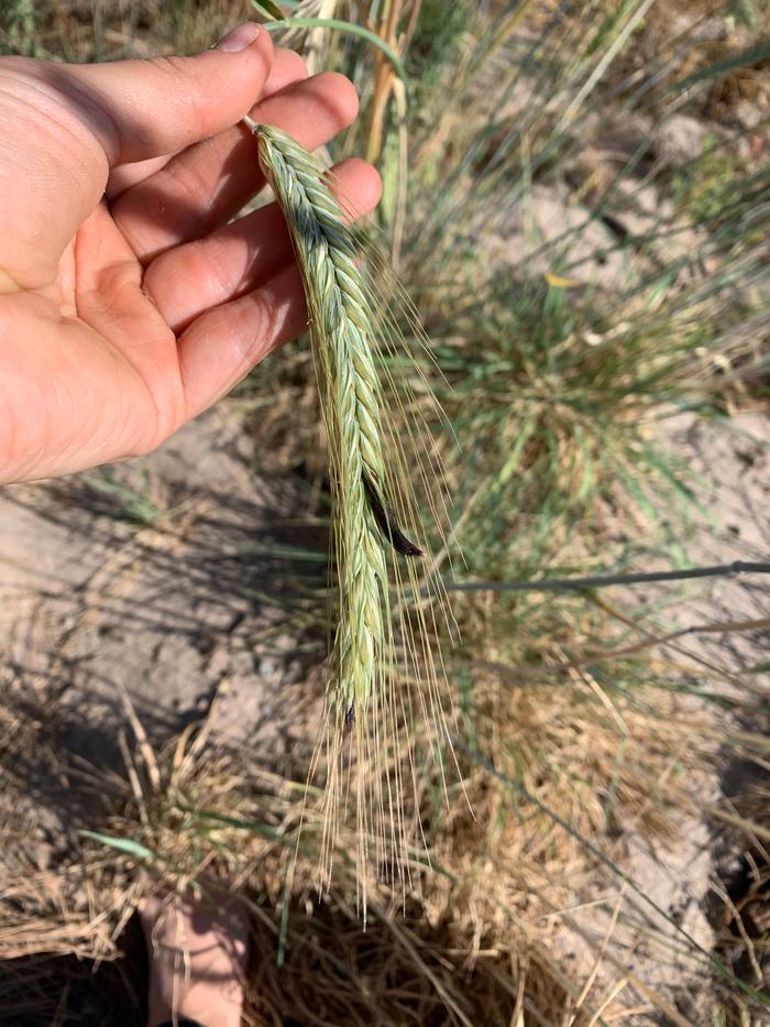 Ergot fungus on Sepp Holzer grain earlier this year