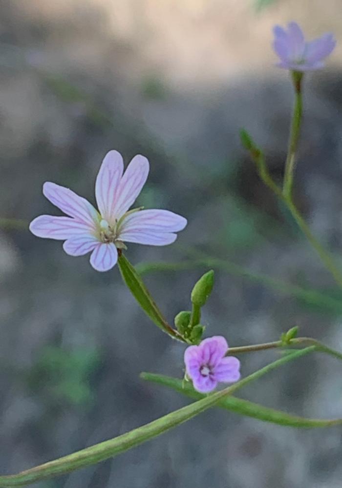Alpine flower