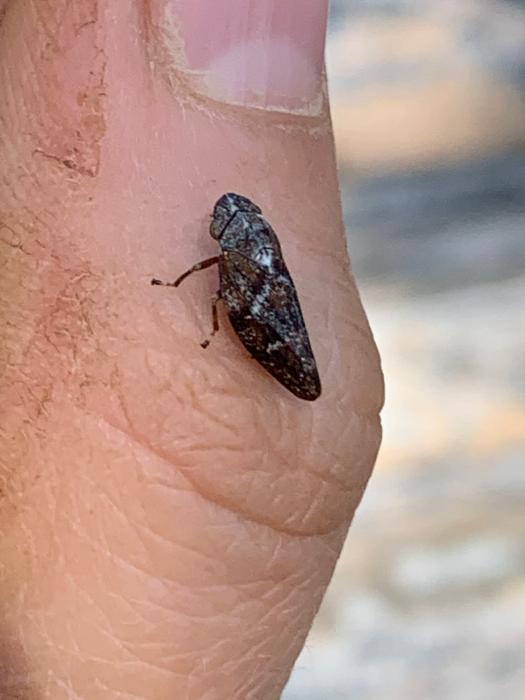 Bug on thumb