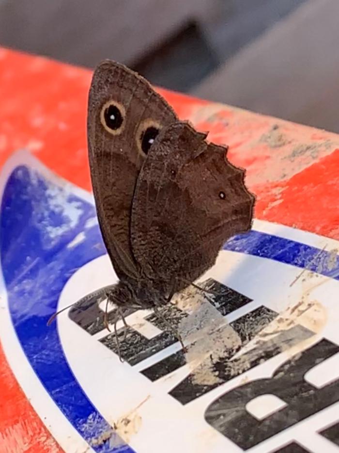 Butterfly on my ladder