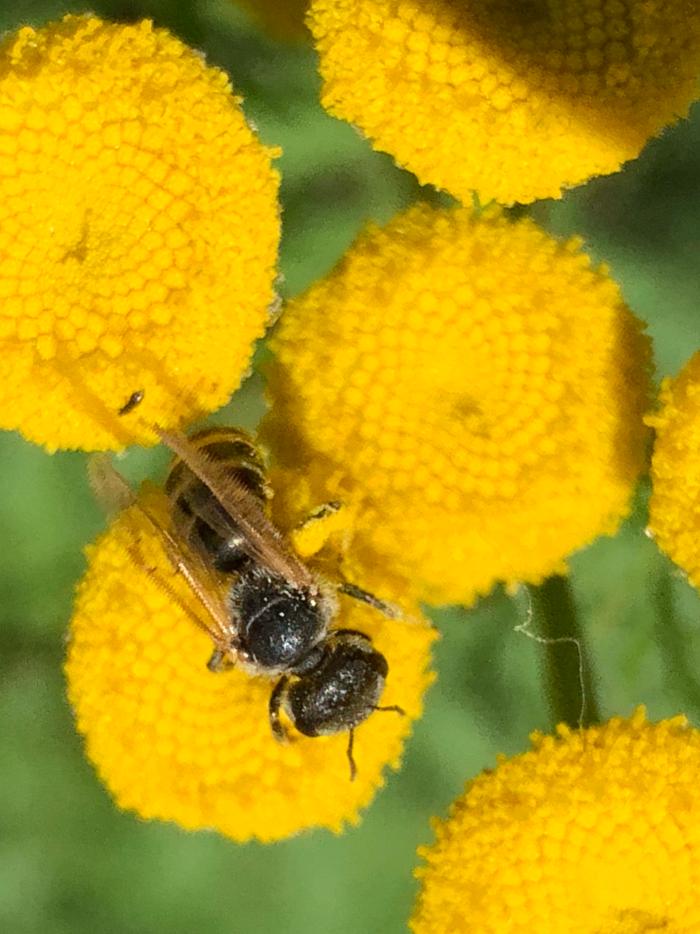 Bee on tansy