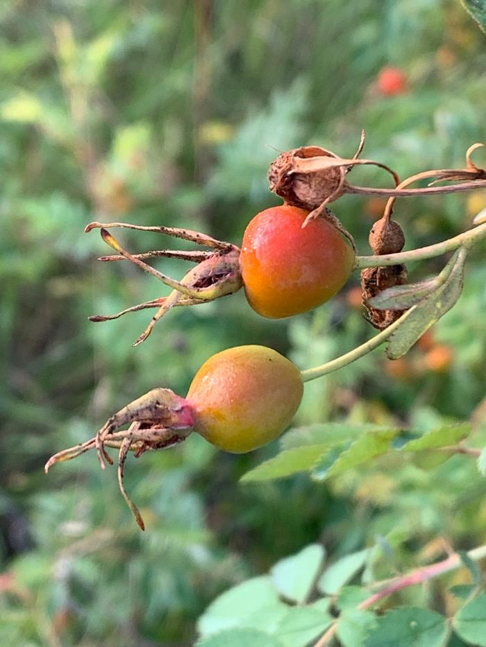 Rose hips