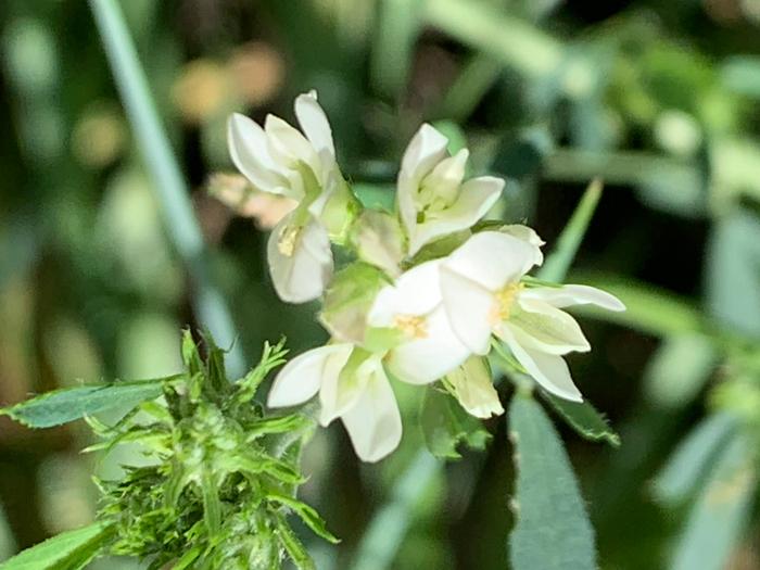 White flower