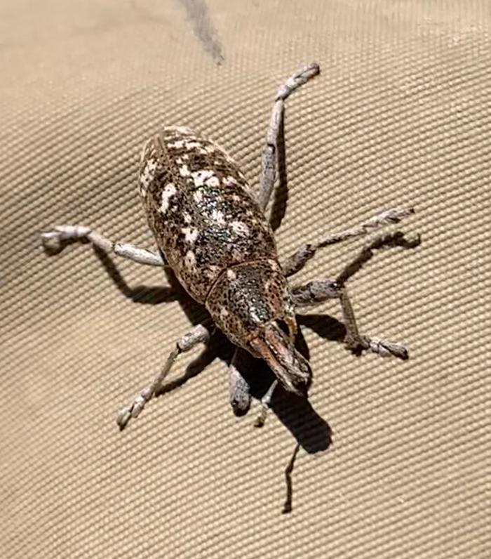 Patterned bug