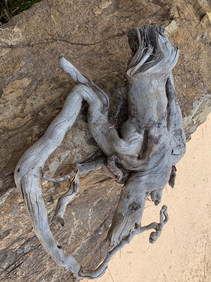 Cool root wood that might eventually be made into something