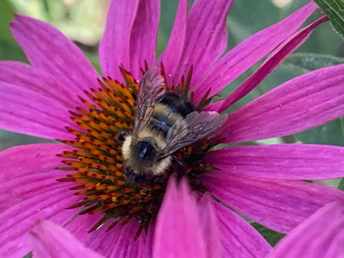 Sorry, I can&rsquo;t resist bees on flowers