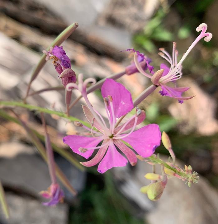 Complex pink flower