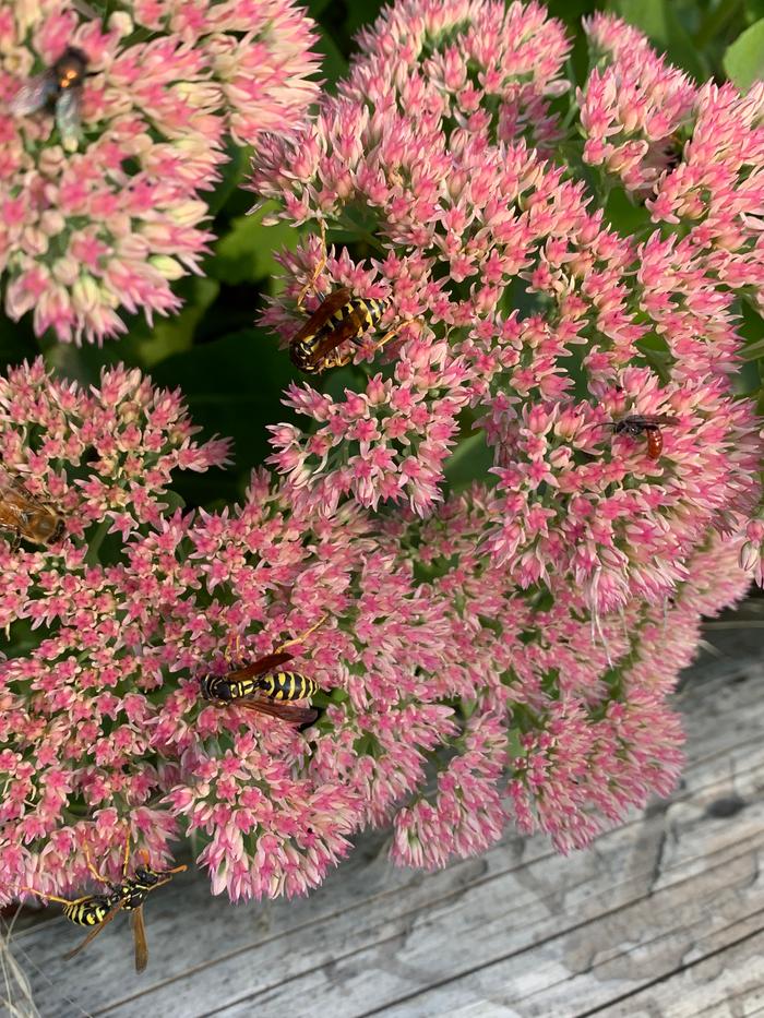 The pollinators are absolutely flocking to this sedum