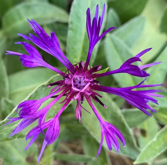 Knapweed