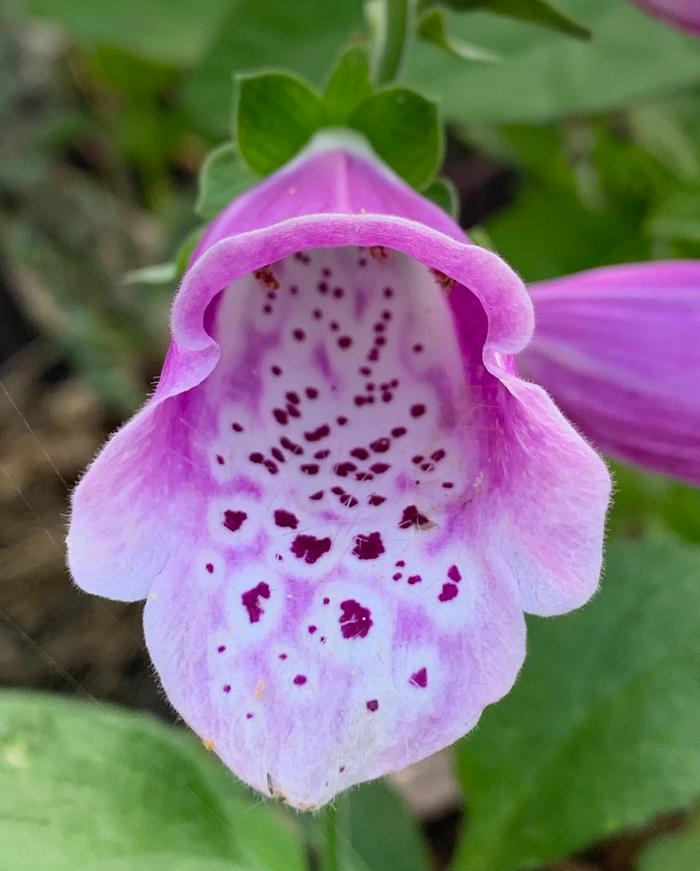 Foxglove