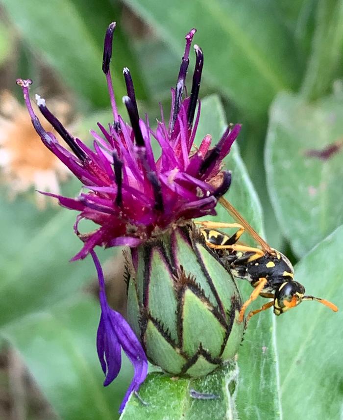 Pollinators at Base camp