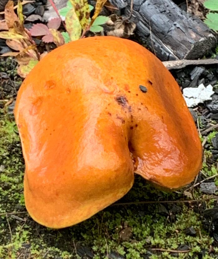 Mushrooms at one of the plots