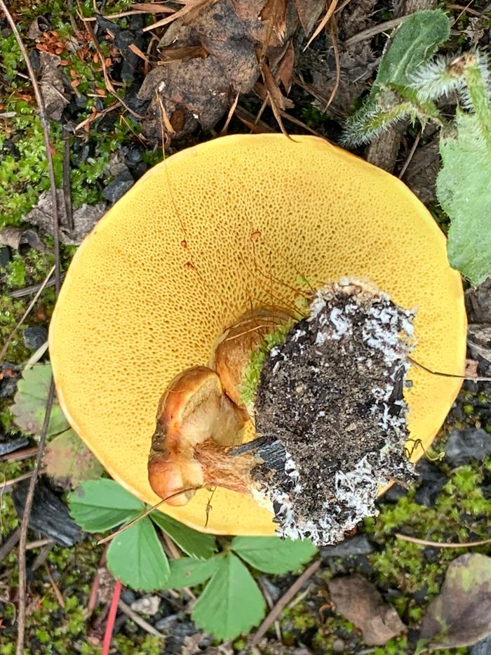 Underside of mushrooms