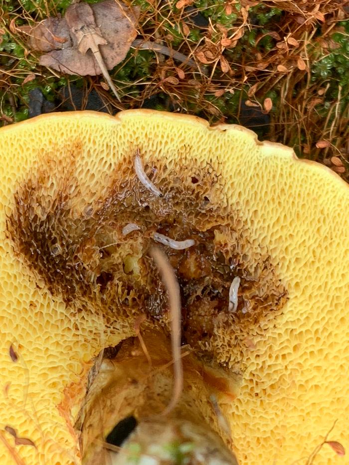 Little worms in mushroom