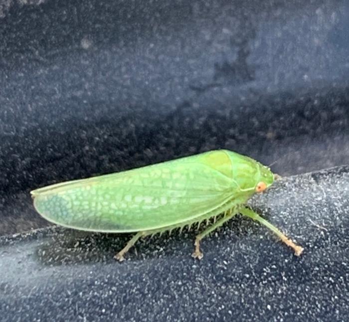 Leafhopper